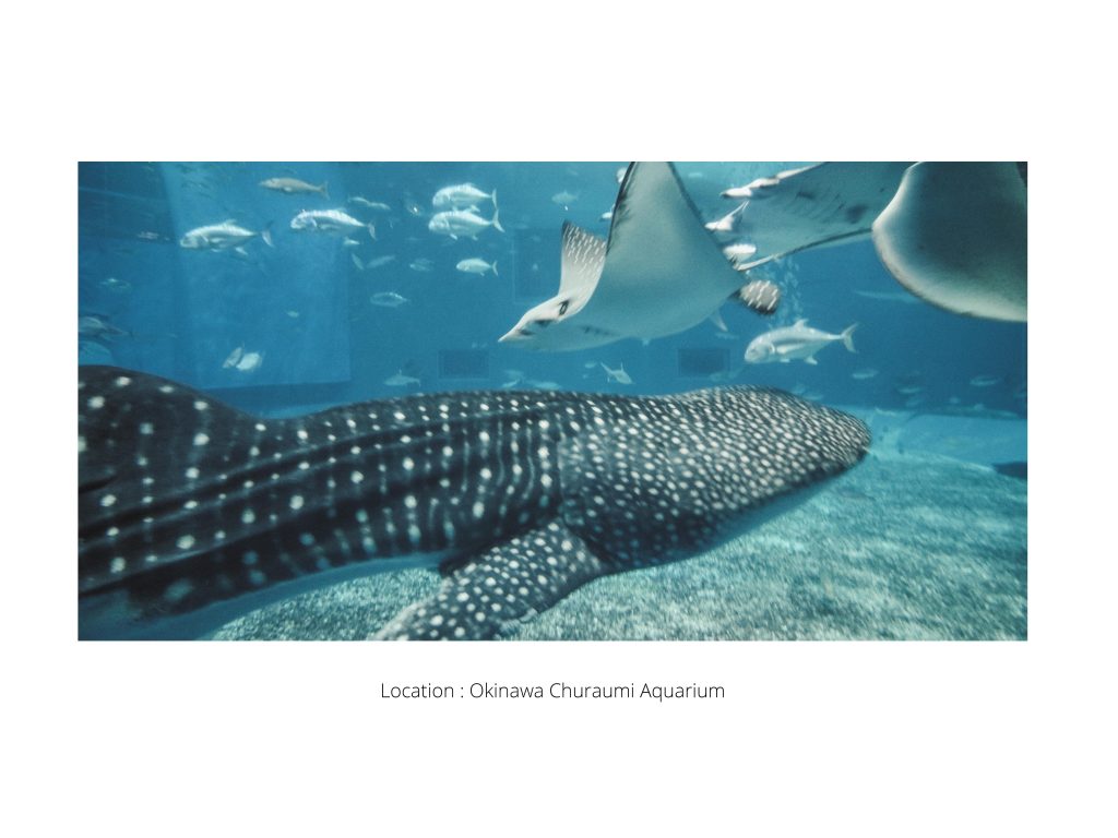 OKINAWA- Japan - 9 2 S N A P - Travel Series