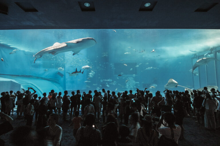 Okinawa Churaumi Aquarium - 9 2 S N A P - Photo Sharing